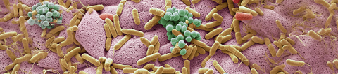 La conexión entre la microbiota intestinal y la salud del tracto urinario