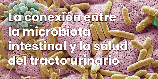 La conexión entre la microbiota intestinal y la salud del tracto urinario